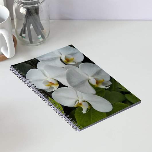 Carnet Orchidées Phalaenopsis Blanches Florales