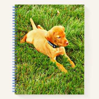 Carnet Ordinateur portable avec chiot Vizsla