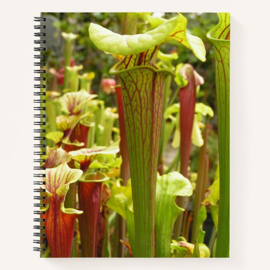 Carnet Ordinateur portable avec flava Sarracenia Photos (Devant)