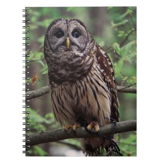 Carnet Ordinateur portable Barred Owl (Devant)