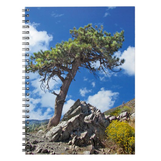 Carnet Ordinateur portable Spiral Arbre À Pins (Devant)