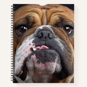 Carnet Oreillers à lancer de Bulldog anglais