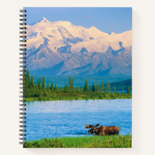 Carnet Orignal dans le lac Wonder