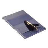 Carnet Orque (Orque orcinus) émergeant près (Côté Droit)
