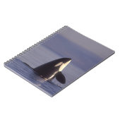 Carnet Orque (Orque orcinus) émergeant près (Côté gauche)