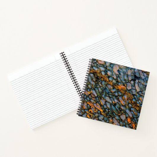 Carnet Os de dinosaure pétrifié (Intérieur)