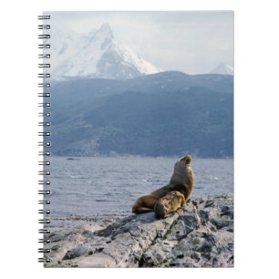 Carnet Otaries dans le chenal beagle - Argentine