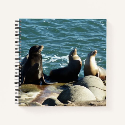 Carnet Otaries de San Diego (Devant)