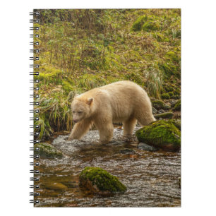 Carnet Ours blanc cherche des poissons dans le ruisseau R