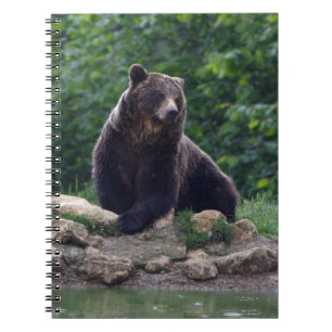 Carnet Ours Brown
