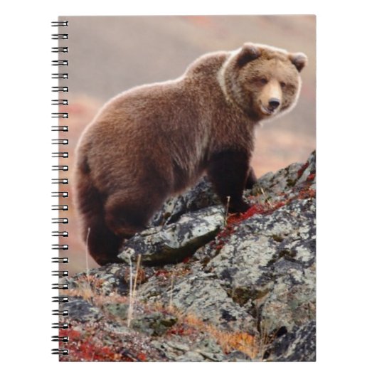 Carnet Ours Brown de Denali (Devant)