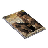 Carnet ours Brown, grizzli, semer avec des oursons sur la (Côté Droit)