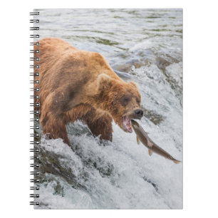 Carnet Ours brun attrape un saumon rouge
