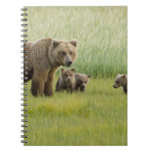 Carnet Ours brun d'Alaska femelle et trois oursons, Ursus