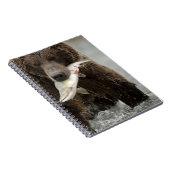 Carnet Ours brun, ou Grizzly côtier, Ursus (Côté Droit)