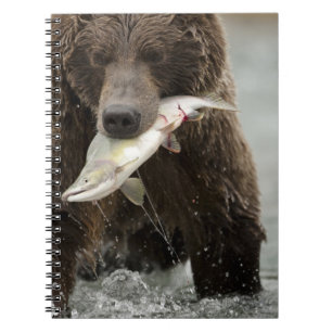Carnet Ours brun, ou Grizzly côtier, Ursus