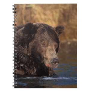 Carnet ours brun, Ursus arctos, grizzly, Ursus 5