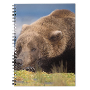 Carnet ours brun, Ursus arctos, grizzly, Ursus 8