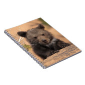 Carnet Ours gris CUB (Côté Droit)