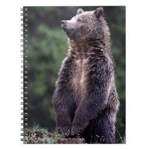 Carnet Ours gris debout