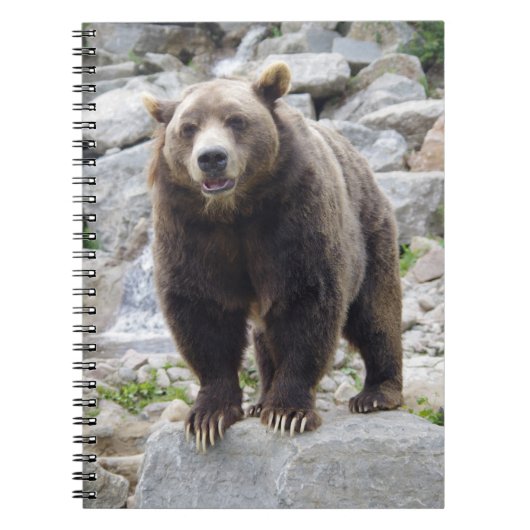 Carnet Ours kodiak (Devant)