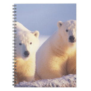 Carnet Ours polaire femelle avec ourson sur la banquise