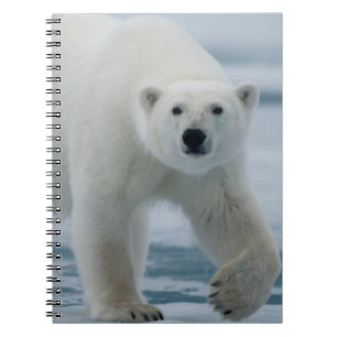 Carnet Ours polaire, Ursus Maritimus, Adulte