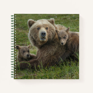 Carnet Oursons ours brun se blottissant contre leur mère