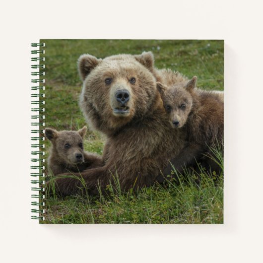 Carnet Oursons ours brun se blottissant contre leur mère (Devant)