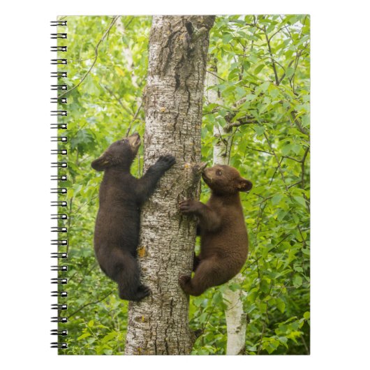 Carnet Oursons ours noir grimpant à l'arbre (Devant)