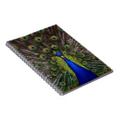 Carnet Pacock (Côté Droit)