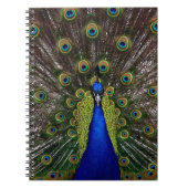Carnet Pacock (Devant)