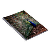 Carnet Pacock (Côté Droit)