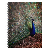 Carnet Pacock (Devant)