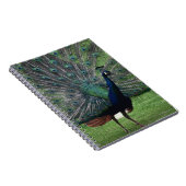 Carnet Pacock (Côté Droit)
