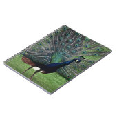 Carnet Pacock (Côté gauche)