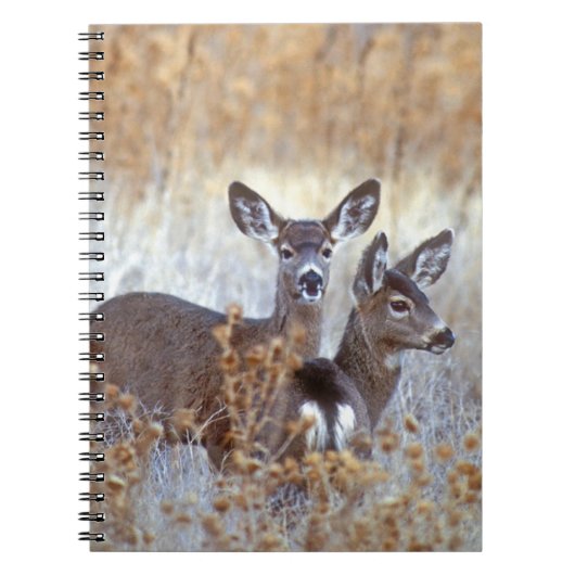 Carnet Paire de cerfs de Mule sauvage | Californie (Devant)