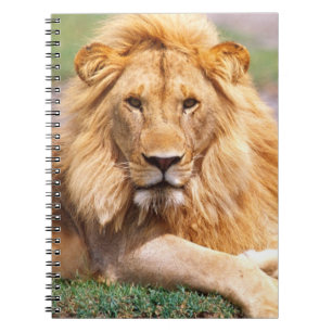 Carnet Paire de lions d'Afrique, Panthera leo, Tanzanie