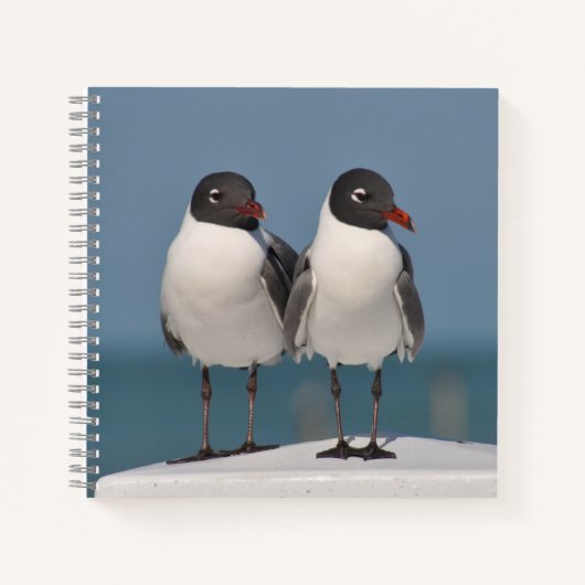 Carnet Paire de Mouettes à tête noire (Devant)