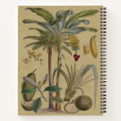 Carnet Palm Antique Fruit Tropical Art Botanique (Dos)