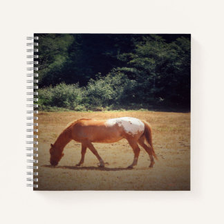 Carnet Palomino en pâture....