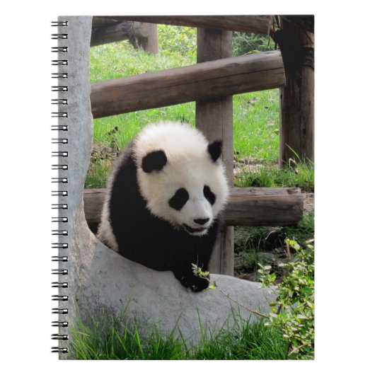 Carnet Panda bébé (Devant)
