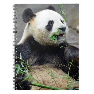 Carnet Panda géant mangeant du bambou
