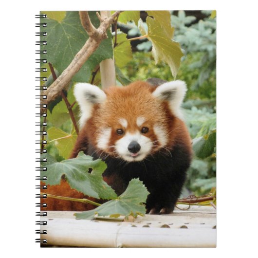 Carnet Panda rouge (Devant)