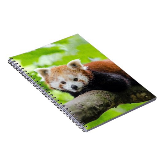 Carnet Panda rouge (Côté Droit)