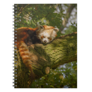 CARNET PANDA ROUGE SUR BRANCHE ARBRE VERT