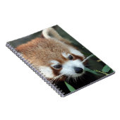 Carnet Panda roux, Taronga Zoo, Sydney, Australie (Côté Droit)