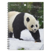 Carnet Pandas géants de Smithsonien | dans la neige (Devant)