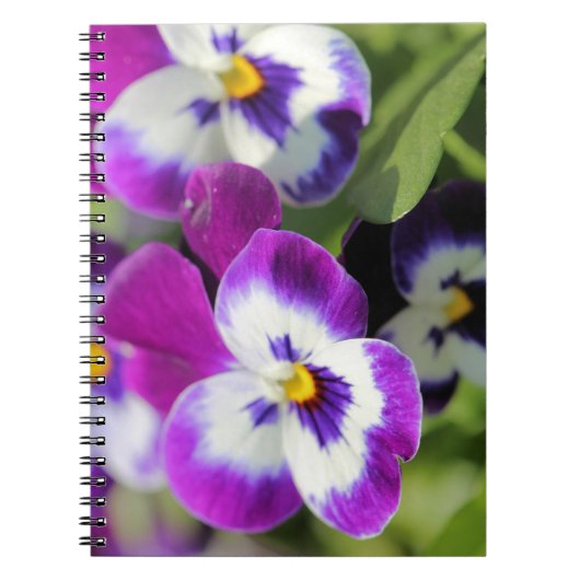 Carnet Pansy (Devant)