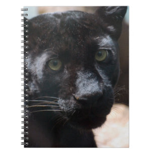 Carnet Panthère noire songeuse